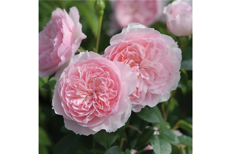 DAVID AUSTIN/ENGLISH